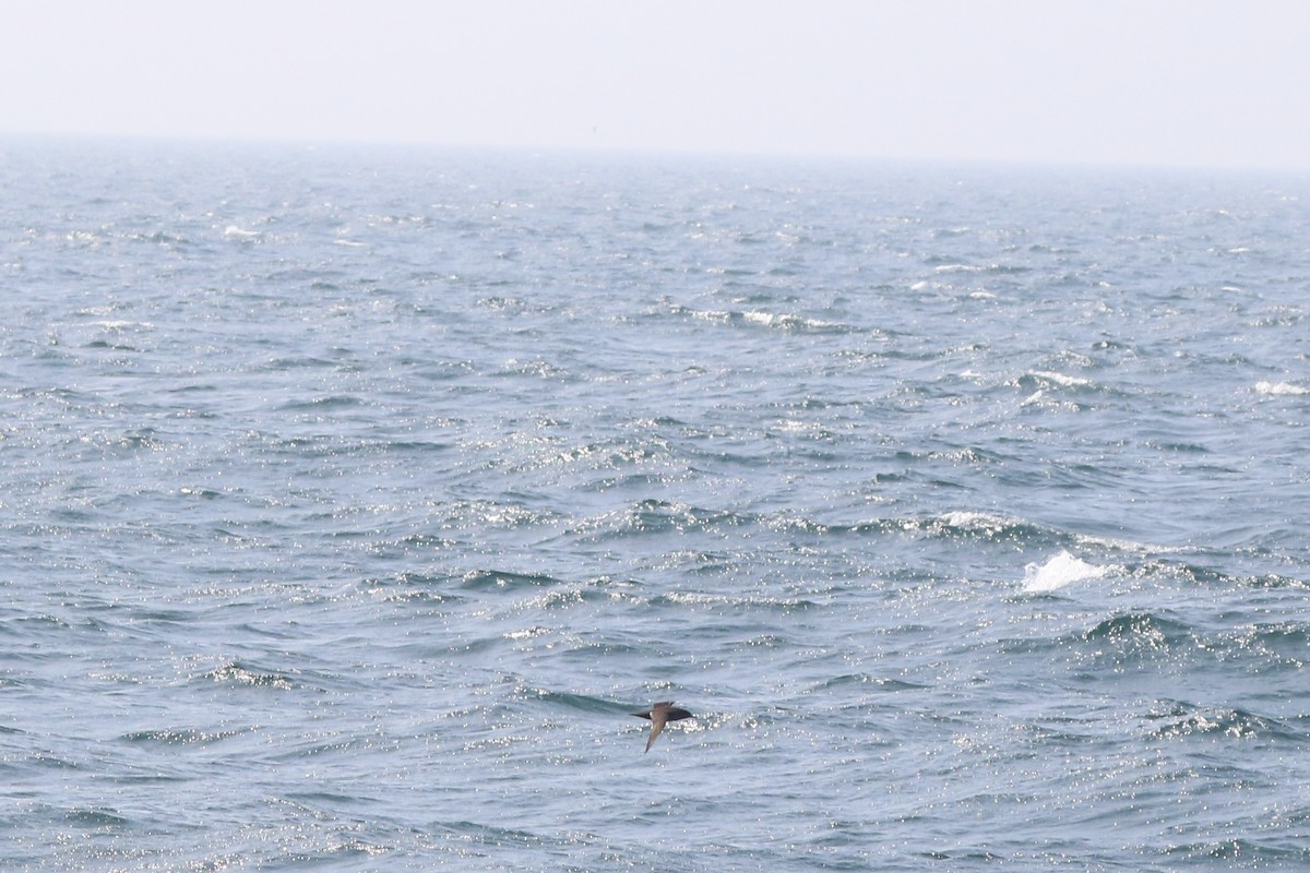 Sooty Shearwater - ML638688944