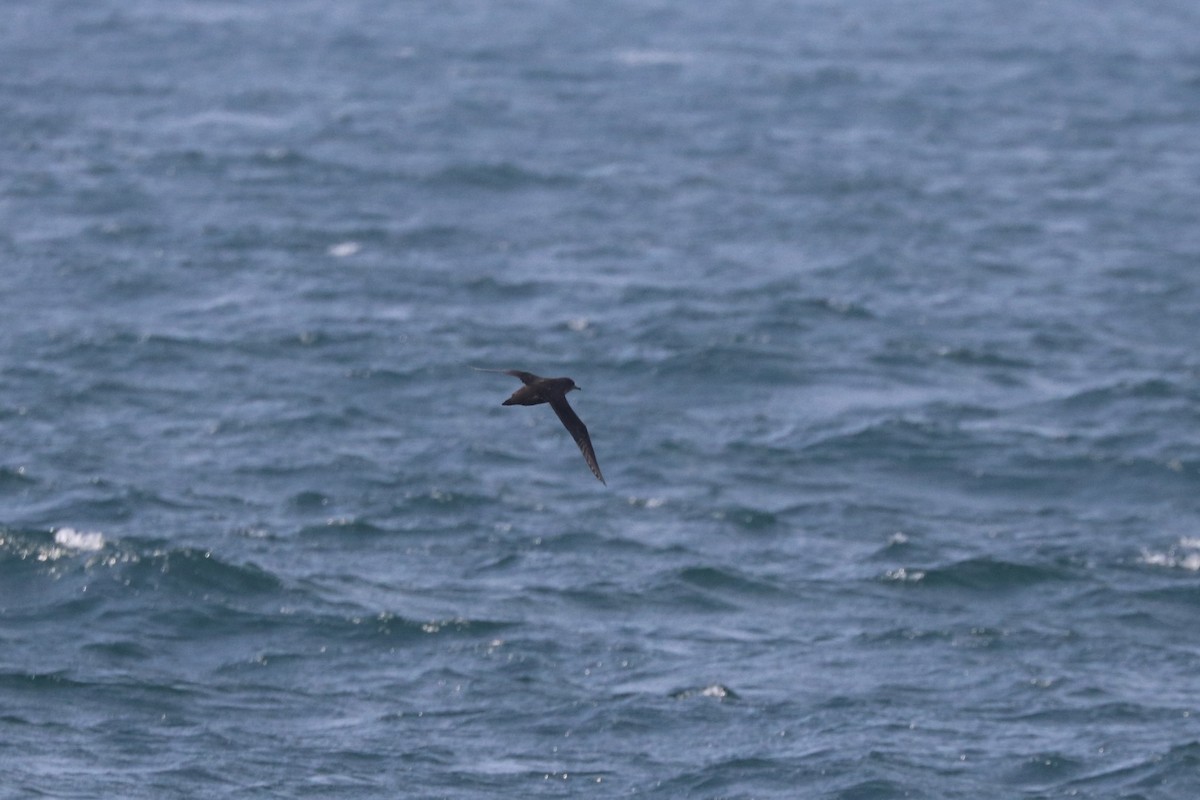 Sooty Shearwater - ML638688945