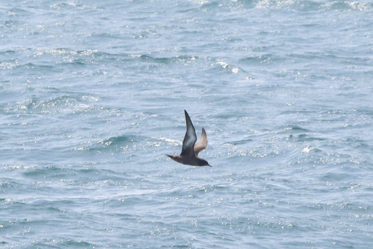 Sooty Shearwater - ML638688946