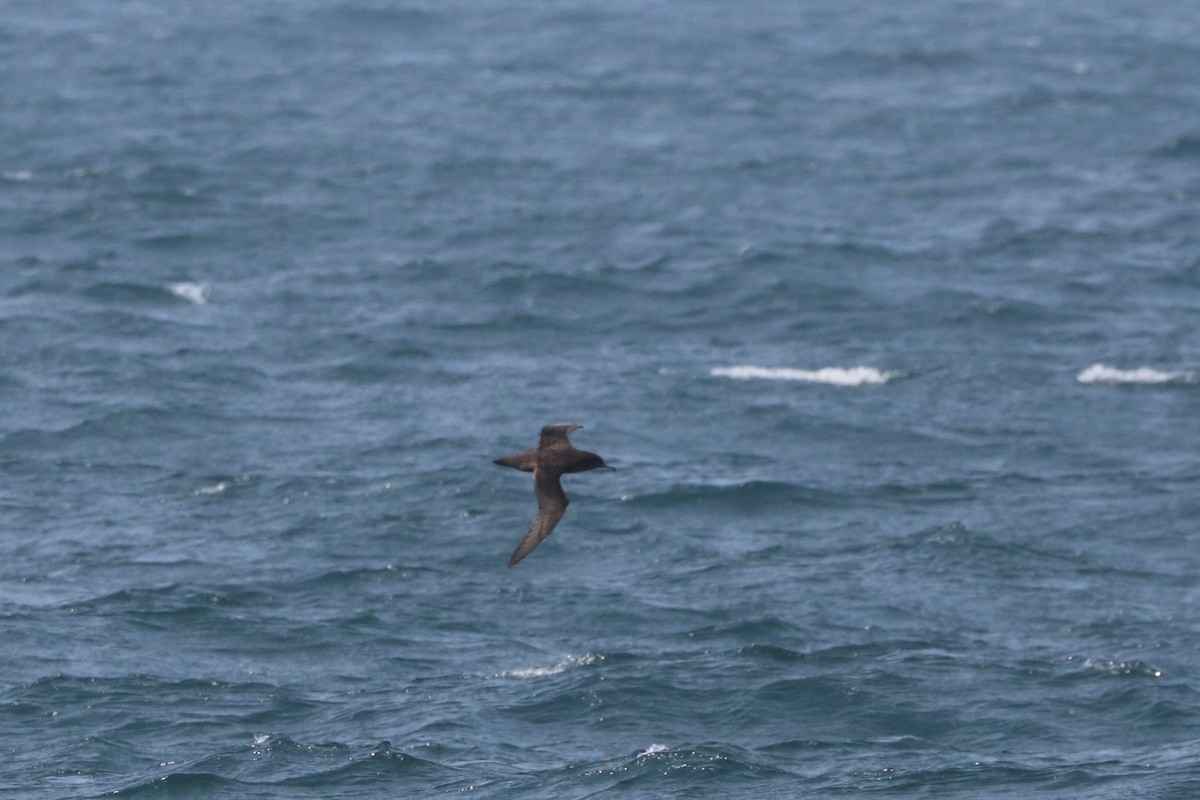 Sooty Shearwater - ML638688947