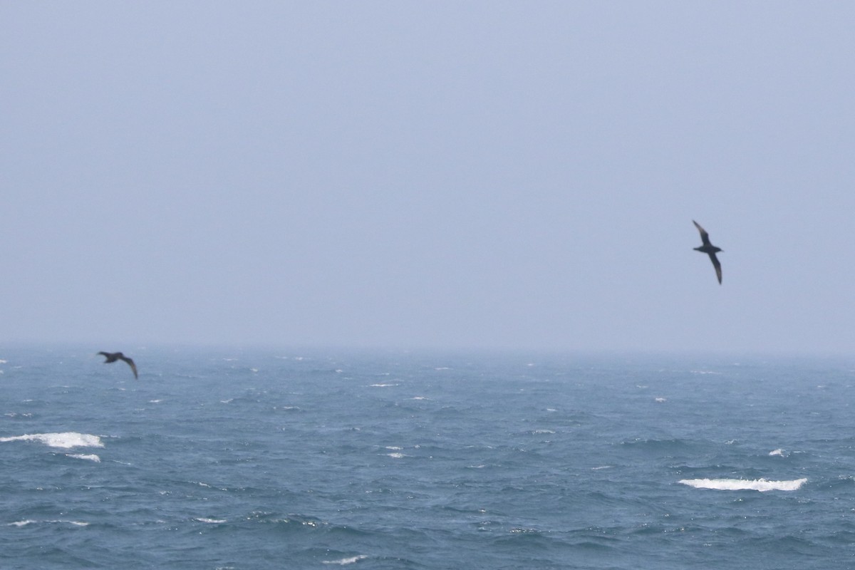 Sooty Shearwater - ML638688948