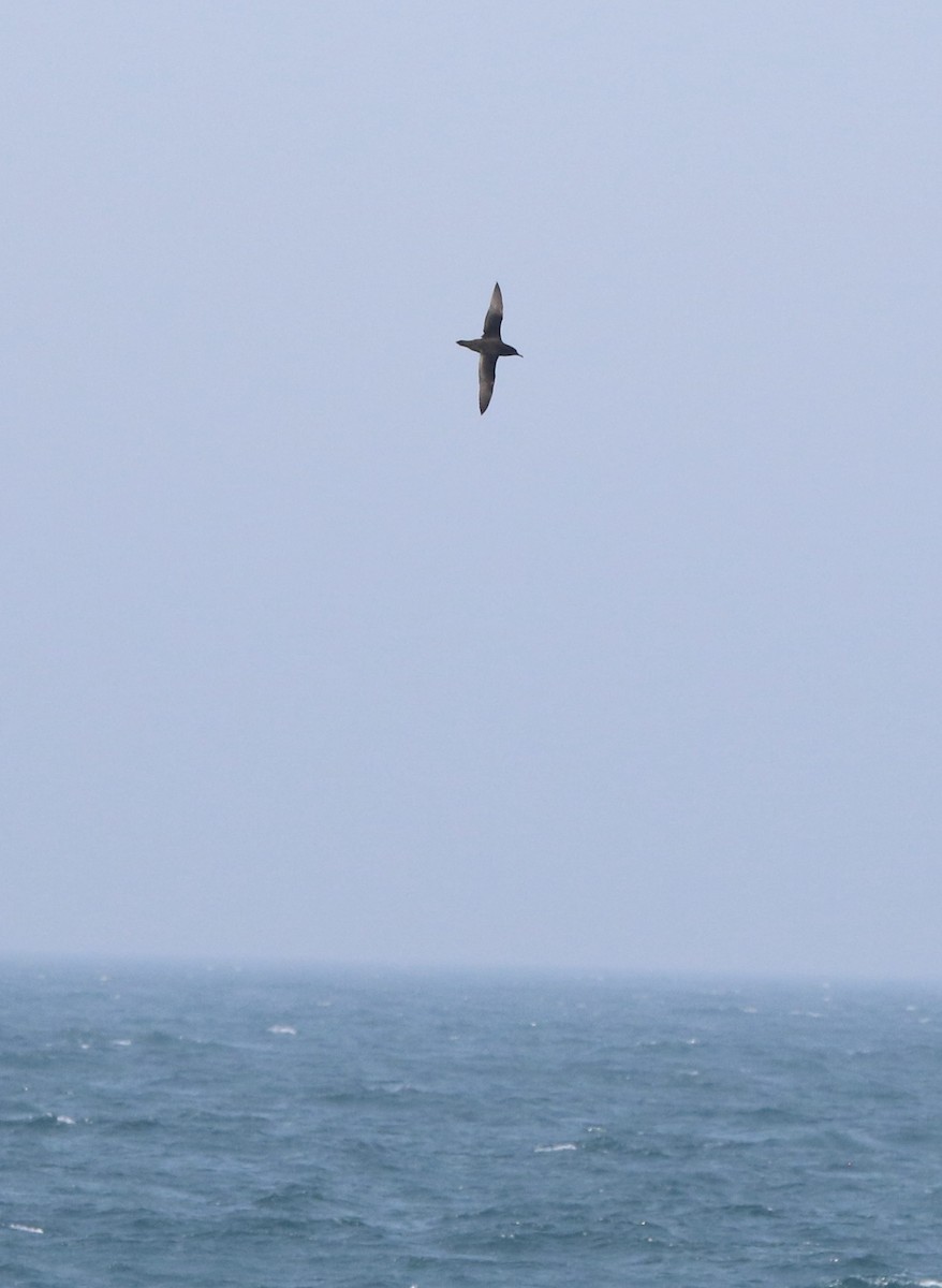 Sooty Shearwater - ML638688949