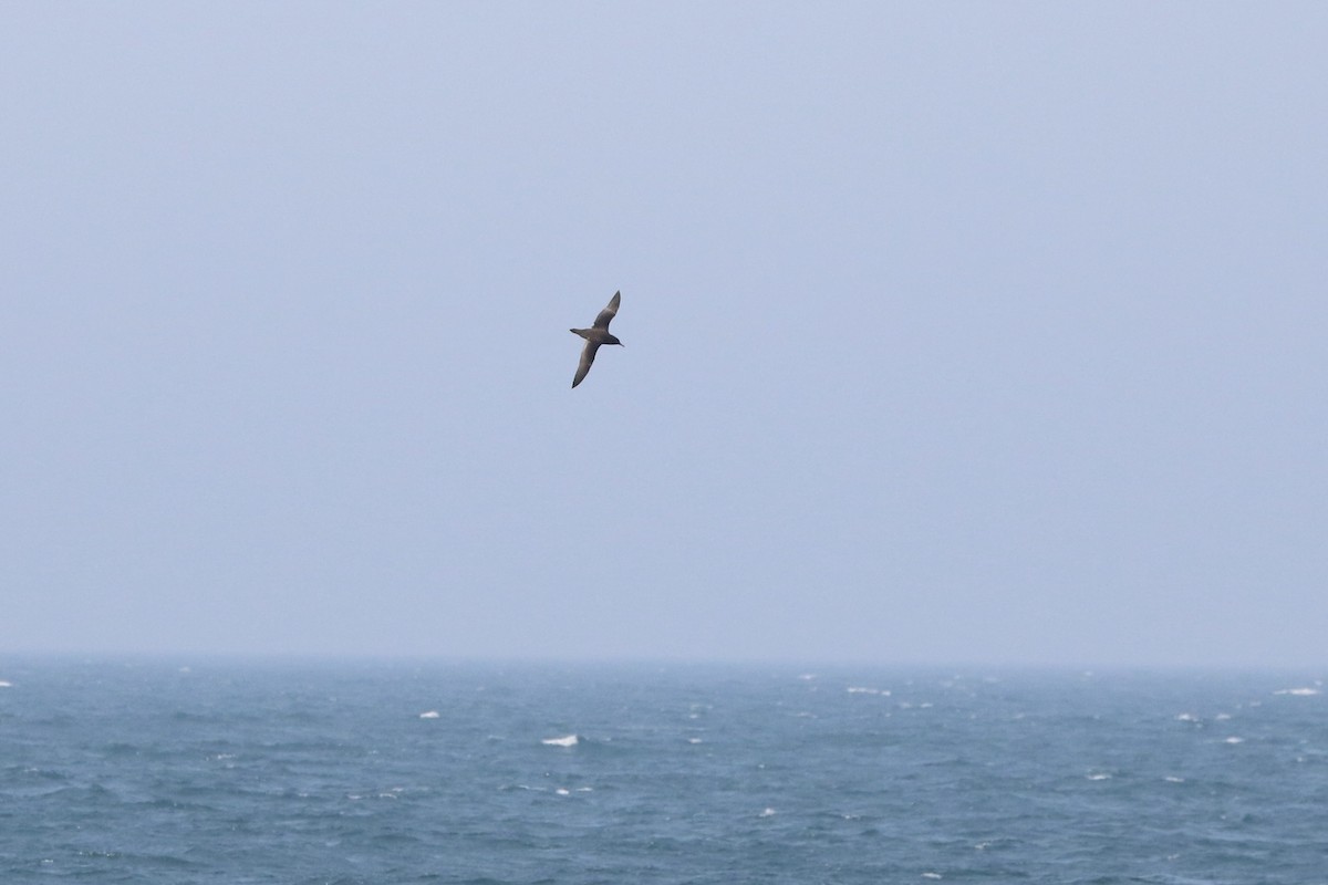 Sooty Shearwater - ML638688950