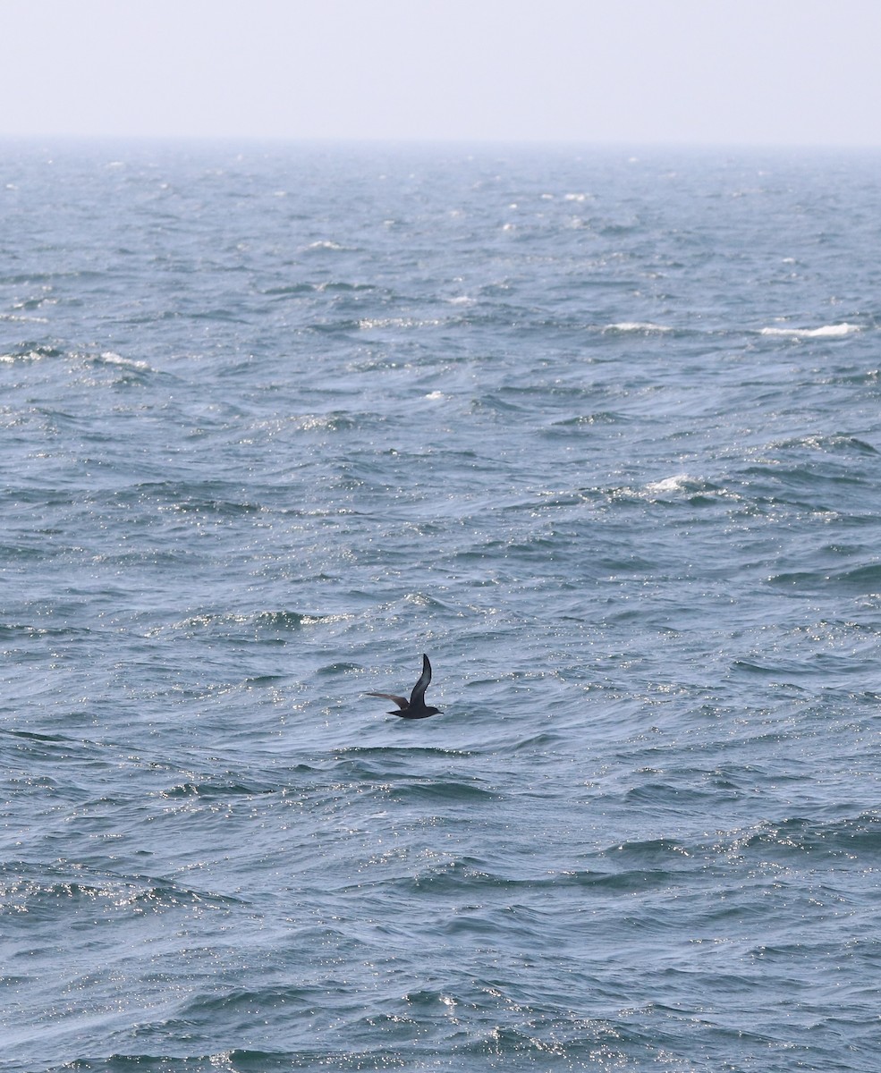 Sooty Shearwater - ML638688951