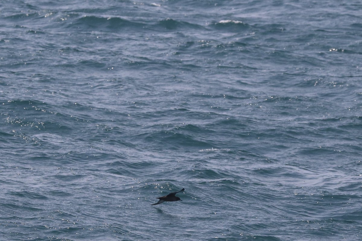 Sooty Shearwater - ML638688952