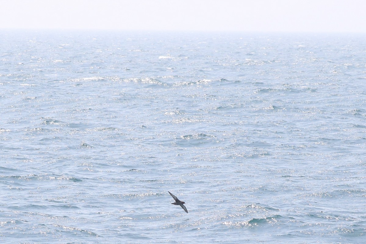 Sooty Shearwater - ML638688953