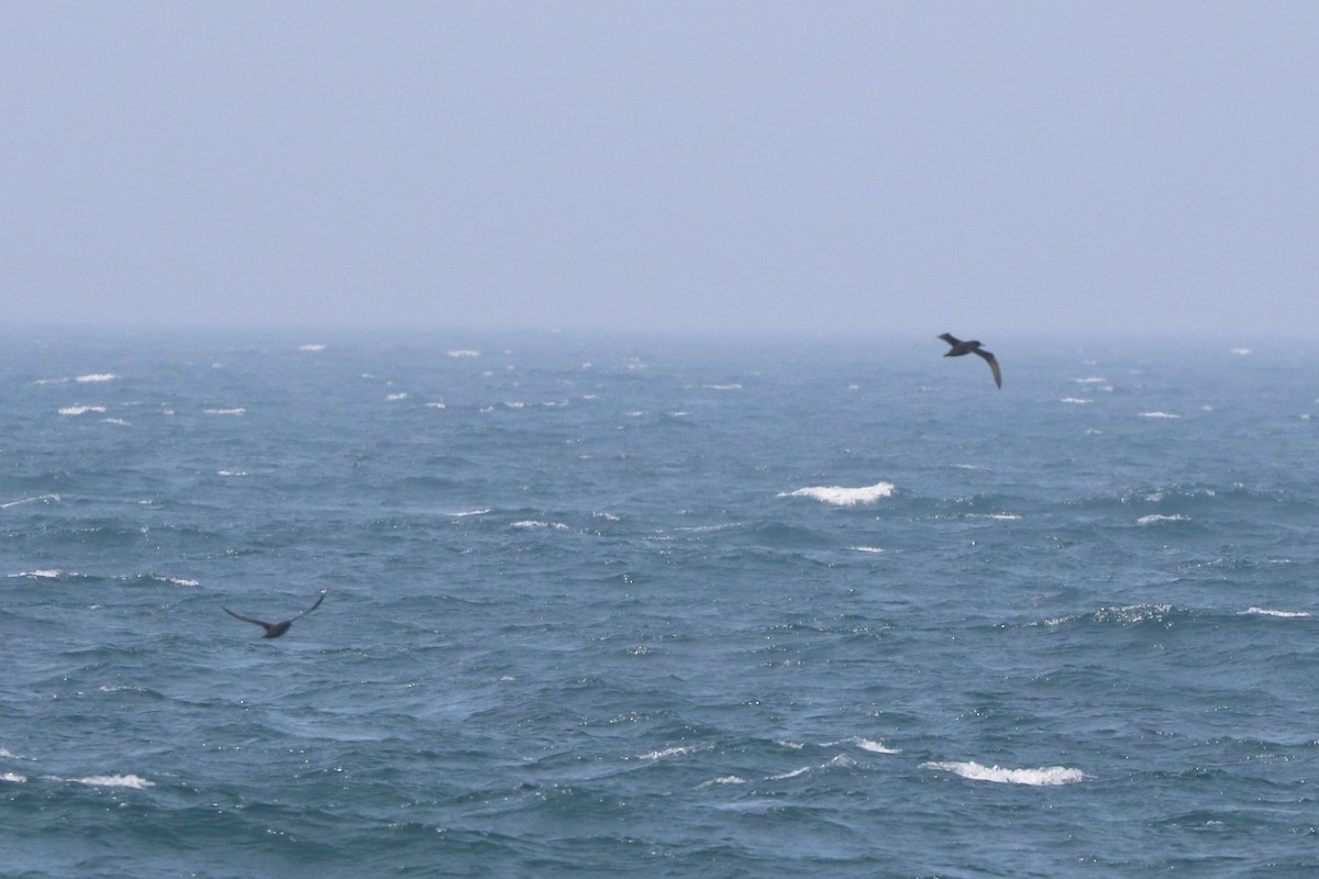 Sooty Shearwater - ML638688954