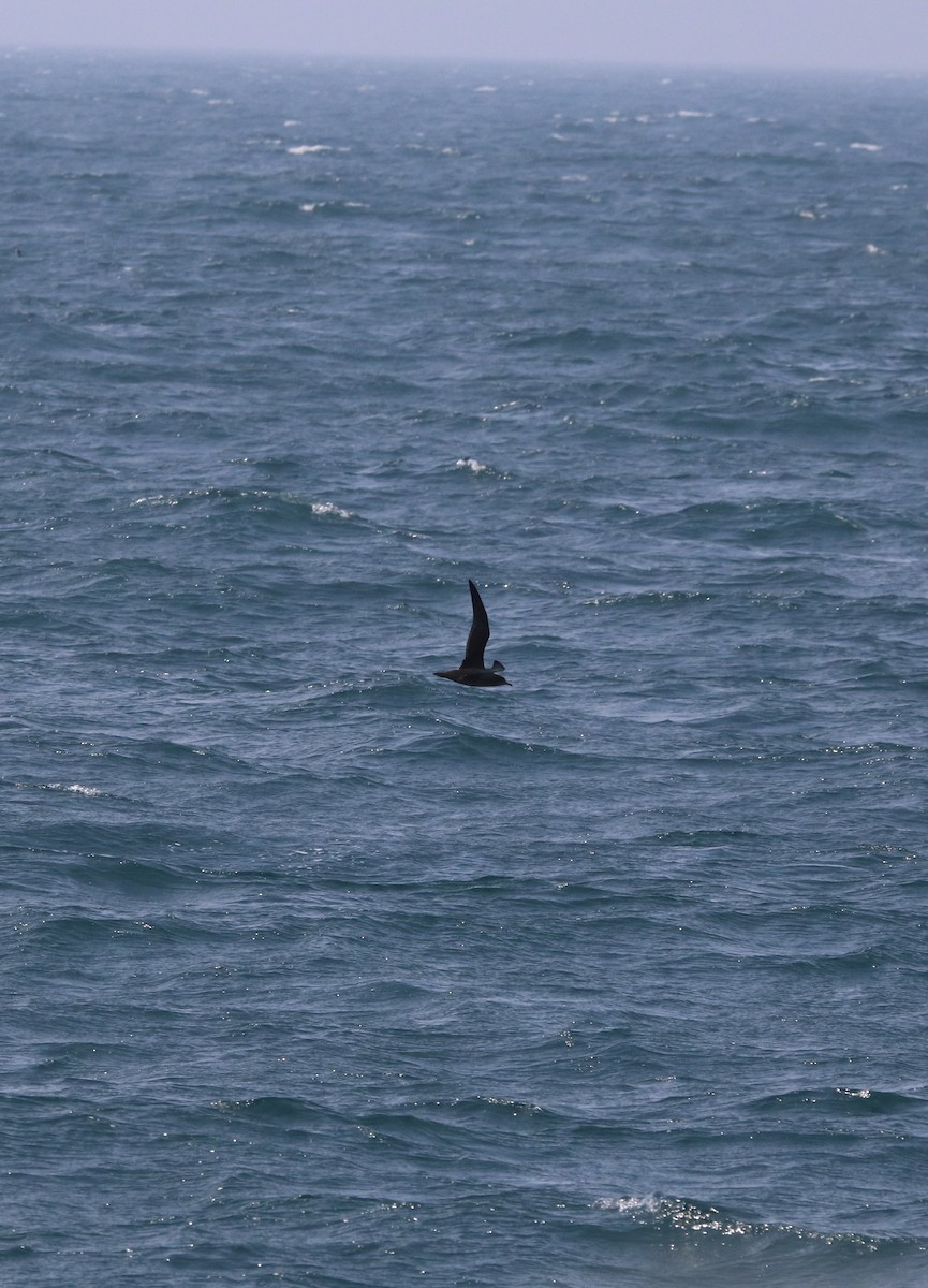 Sooty Shearwater - ML638688956