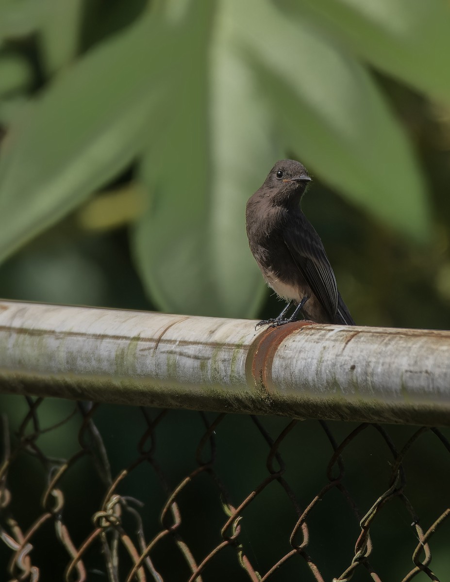 Black Phoebe - ML638689048