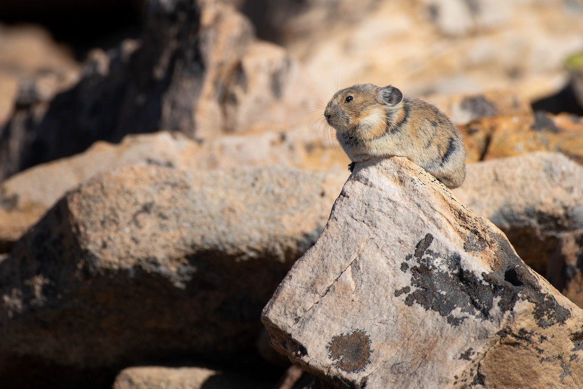 American Pika - Kaleb Anderson