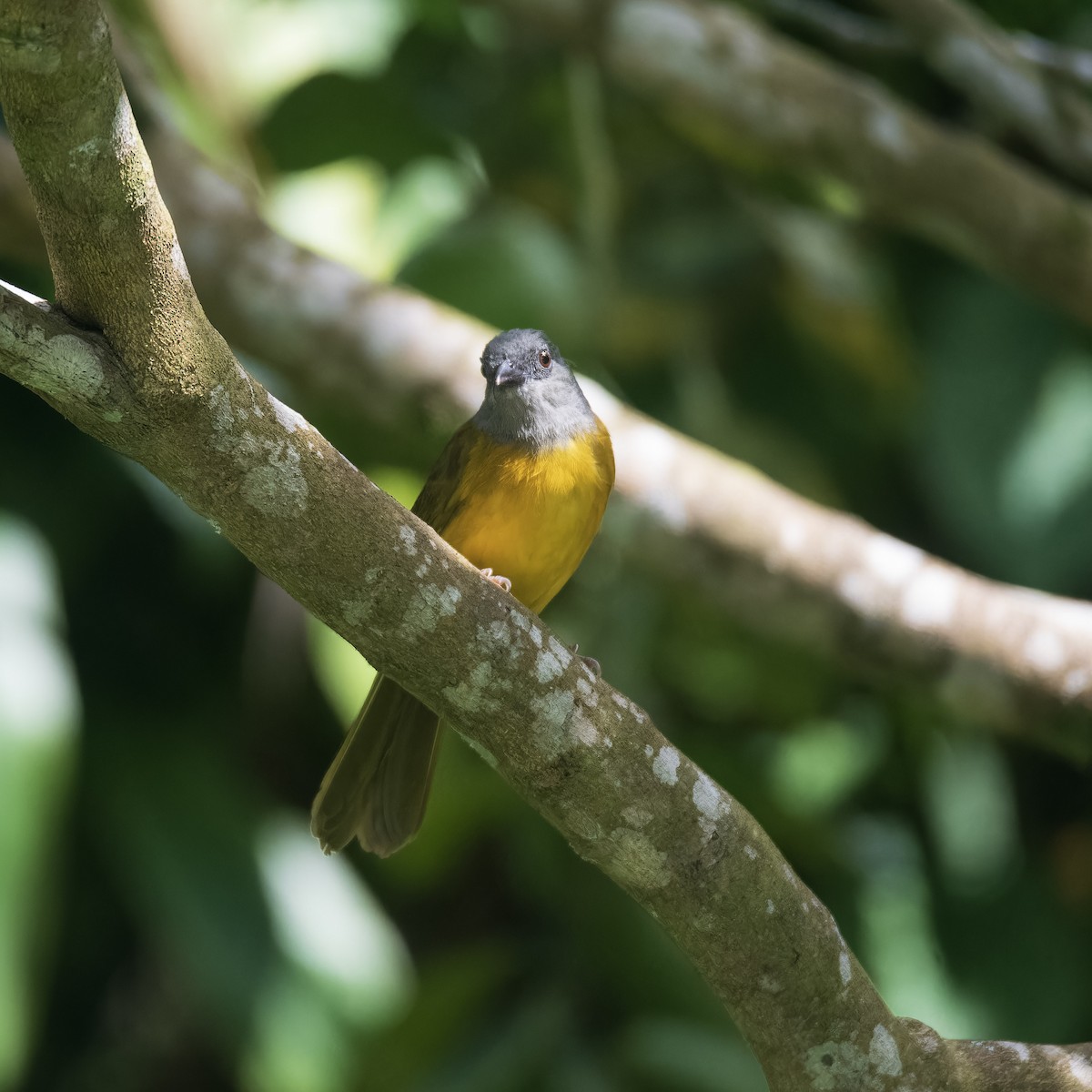 Gray-headed Tanager - ML638689214
