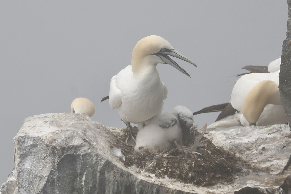 Northern Gannet - ML638689240