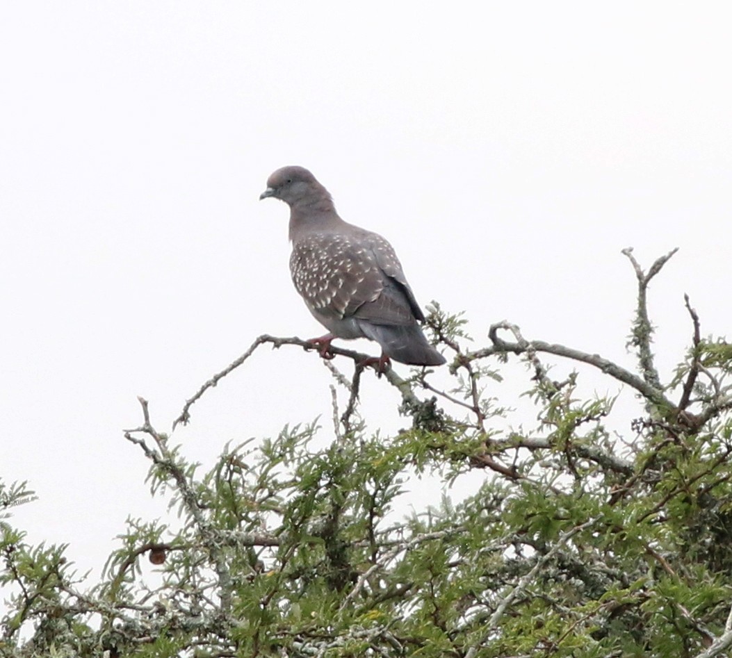 Spot-winged Pigeon - ML638689329