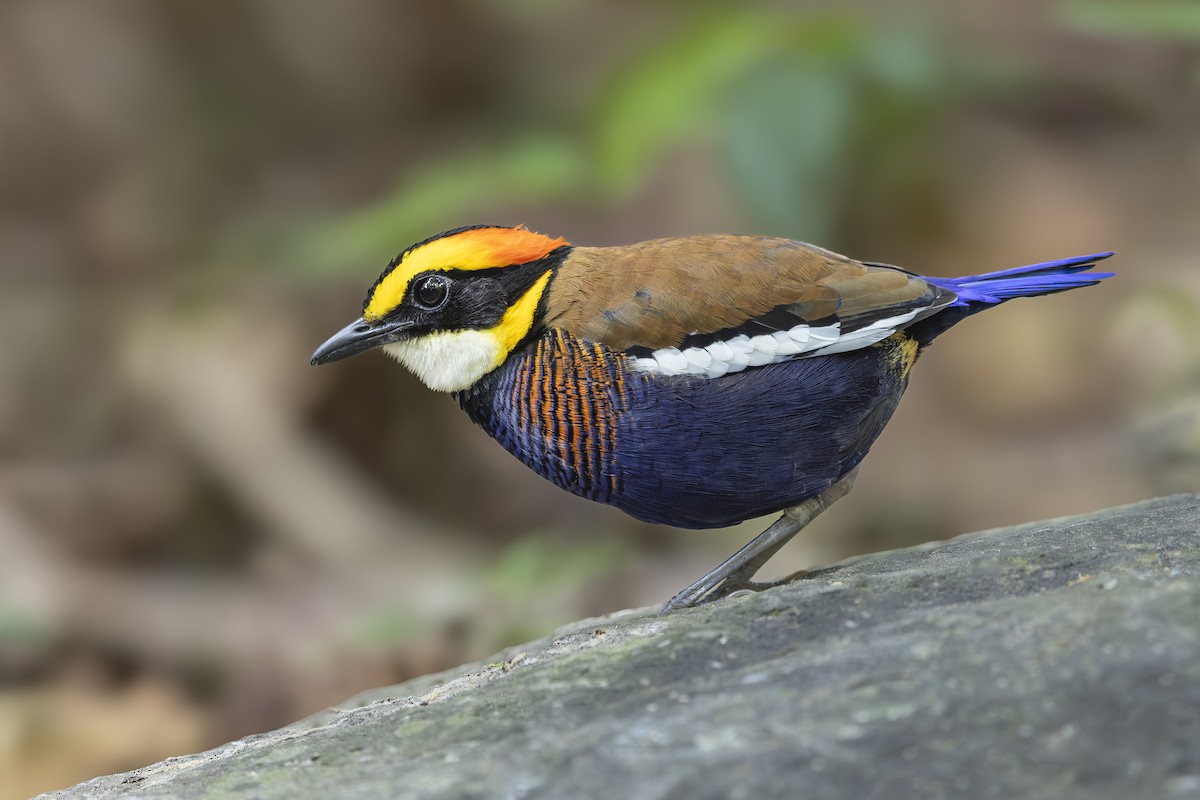Malayan Banded-Pitta - ML638689396