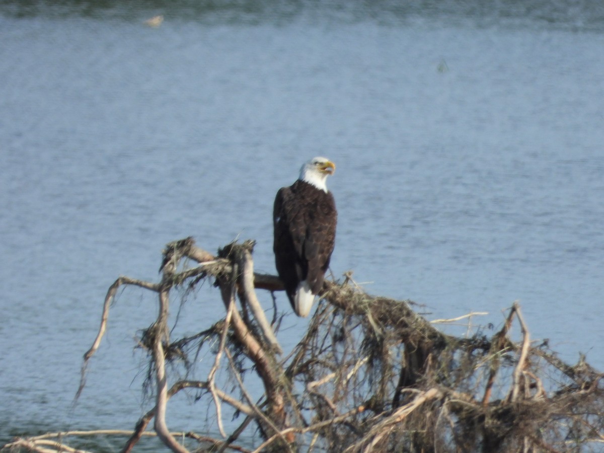 Bald Eagle - ML638689406