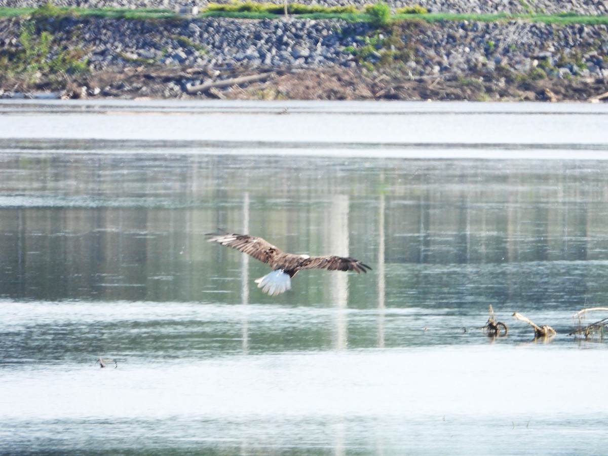 Bald Eagle - ML638689407