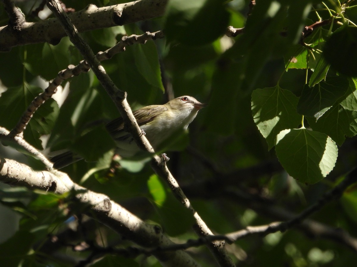 Red-eyed Vireo - ML638689408