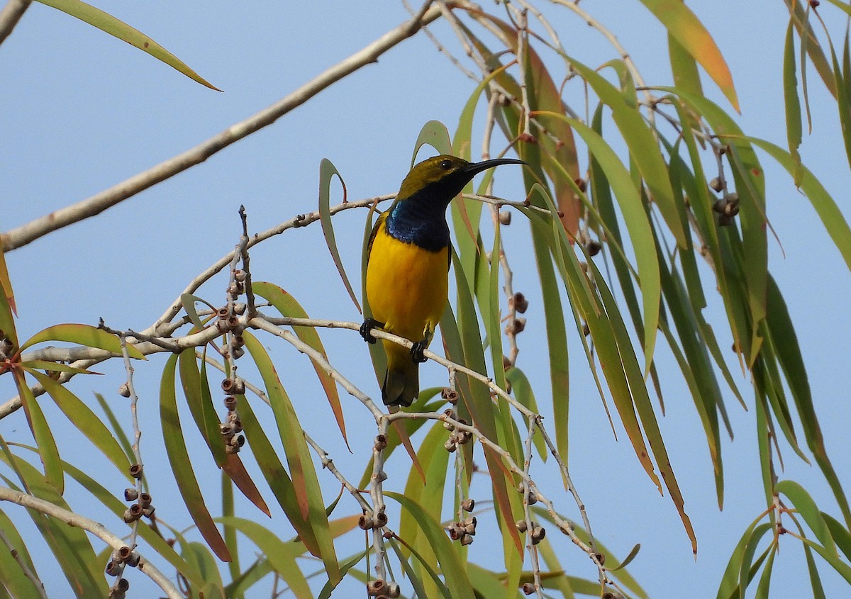 Sahul Sunbird - ML638689428
