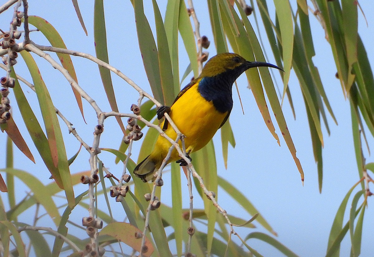 Sahul Sunbird - ML638689430