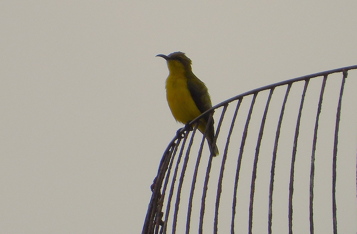 Sahul Sunbird - ML638689432