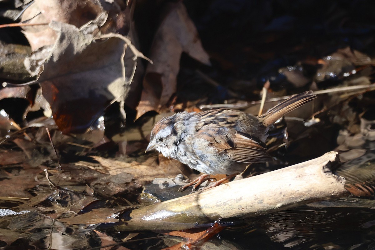 Swamp Sparrow - ML638689433