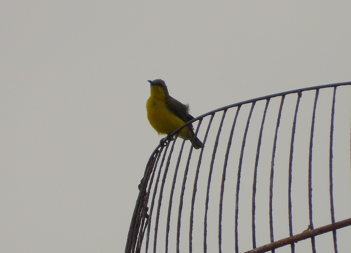 Sahul Sunbird - ML638689438