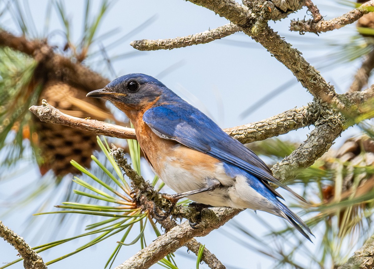 Eastern Bluebird - ML638689493