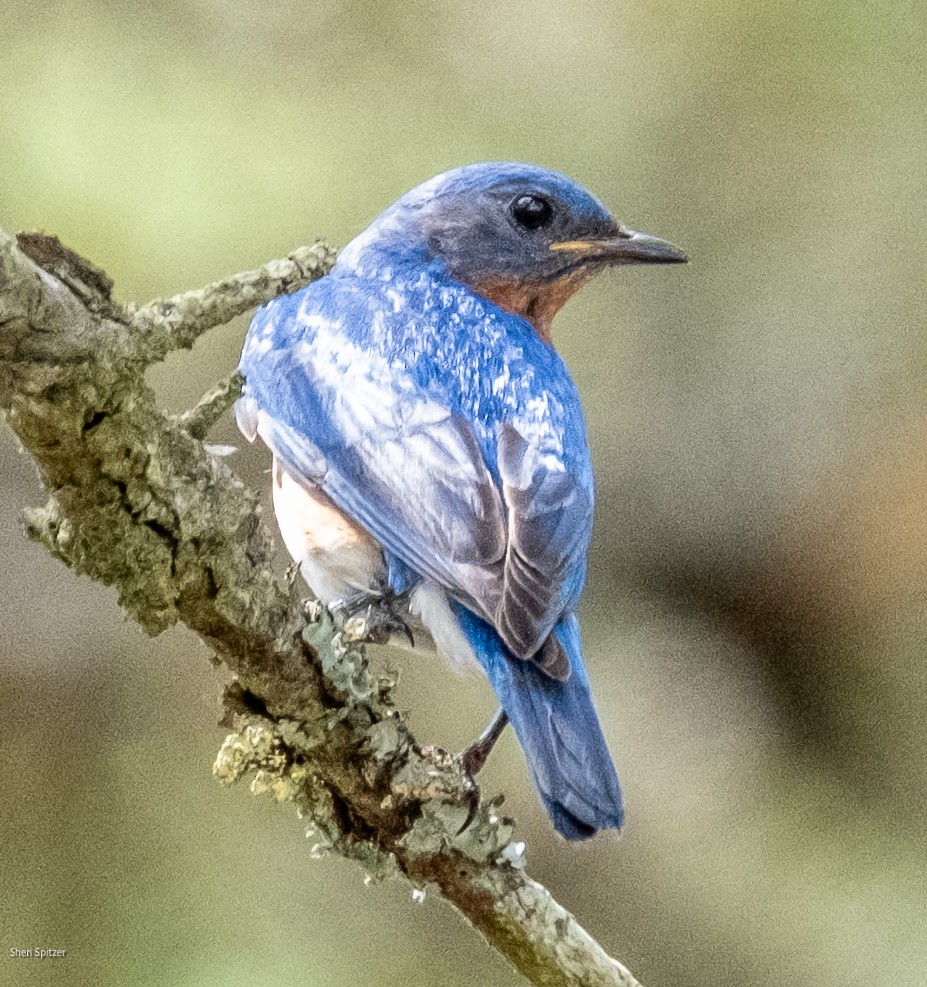 Eastern Bluebird - ML638689494