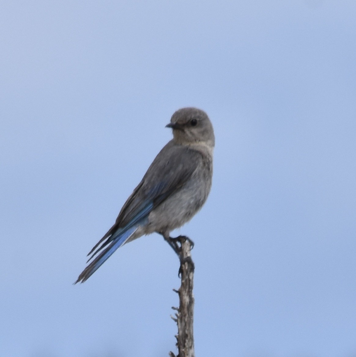 Mountain Bluebird - ML638689517