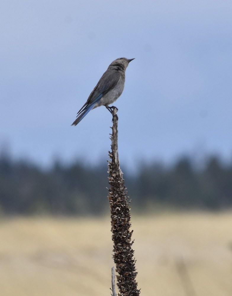 Mountain Bluebird - ML638689518