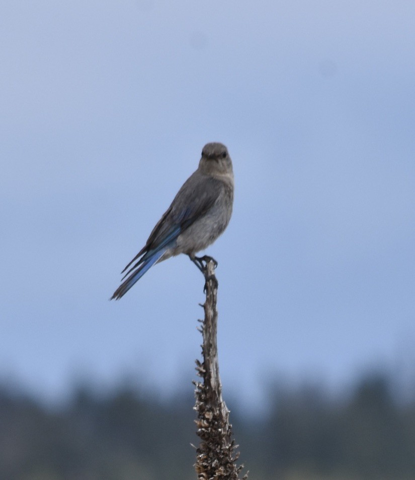 Mountain Bluebird - ML638689519