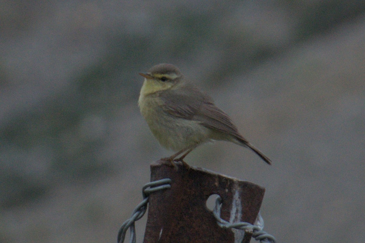 Tickell's Leaf Warbler - ML638689520