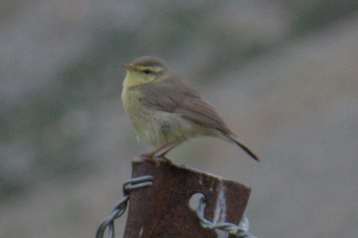 Tickell's Leaf Warbler - ML638689521