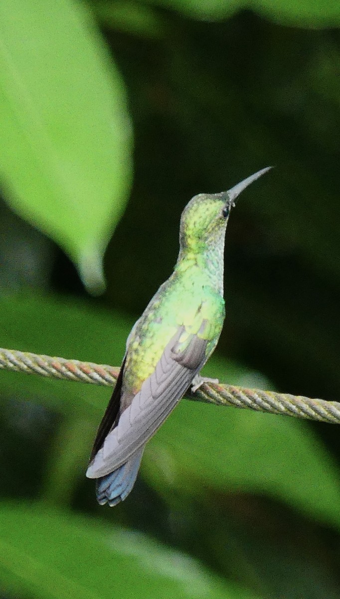 White-vented Plumeleteer - ML638689525