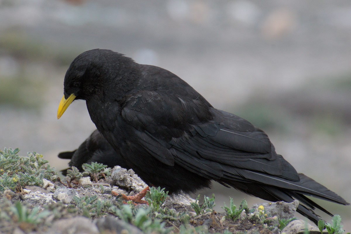 Yellow-billed Chough - ML638689535
