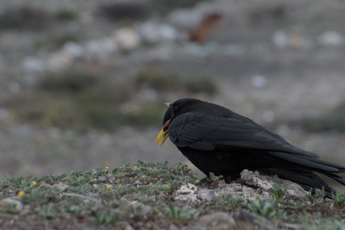 Yellow-billed Chough - ML638689536