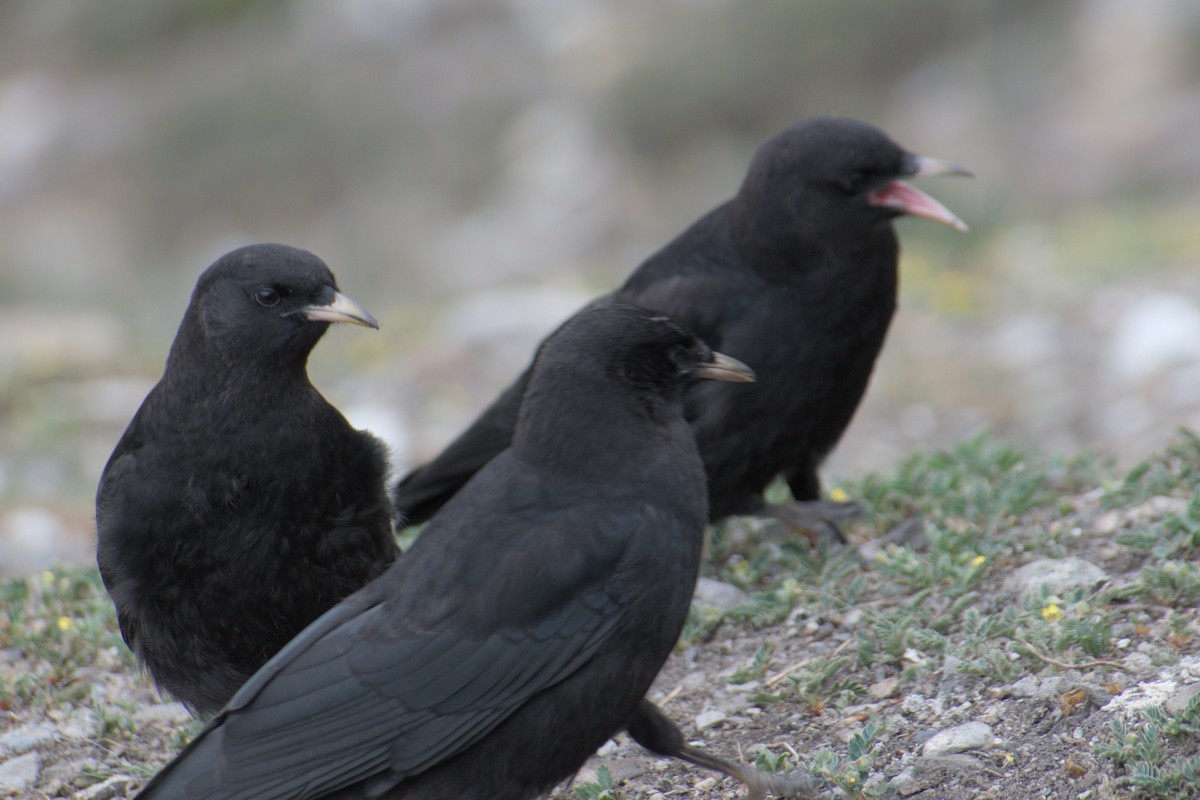 Yellow-billed Chough - ML638689537