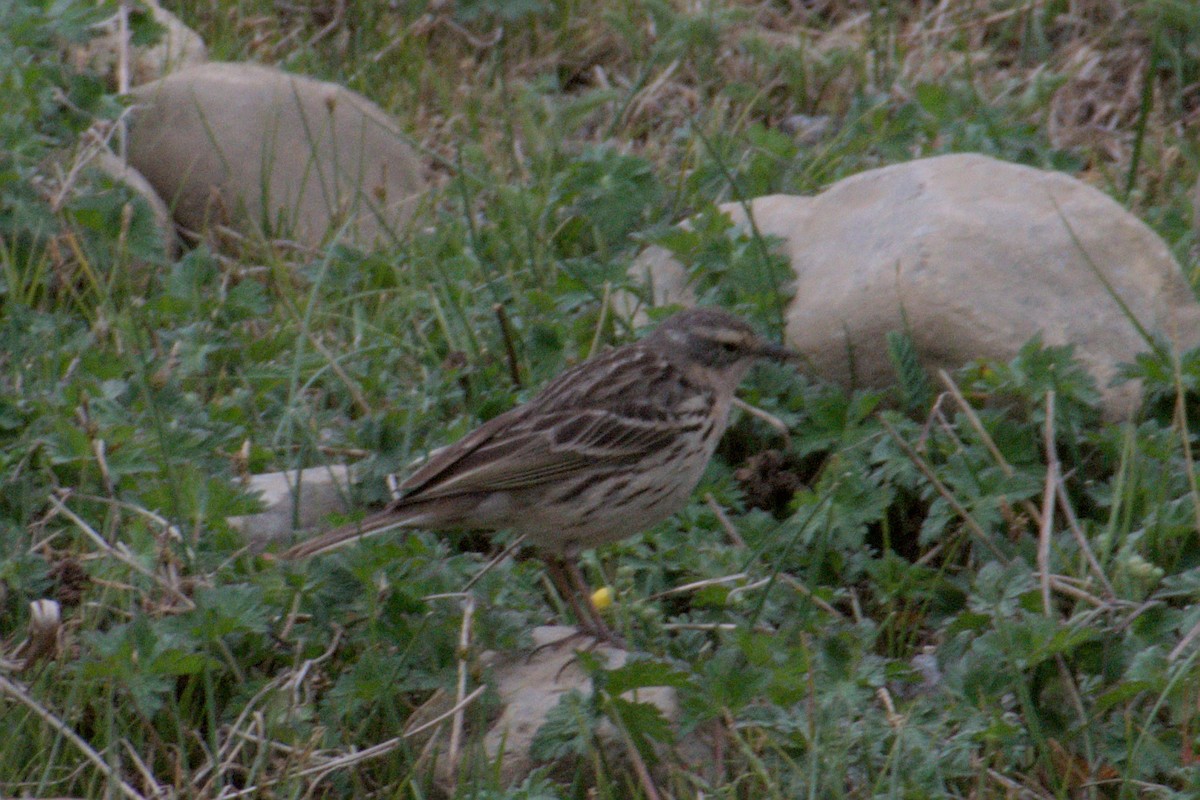 Rosy Pipit - ML638689564
