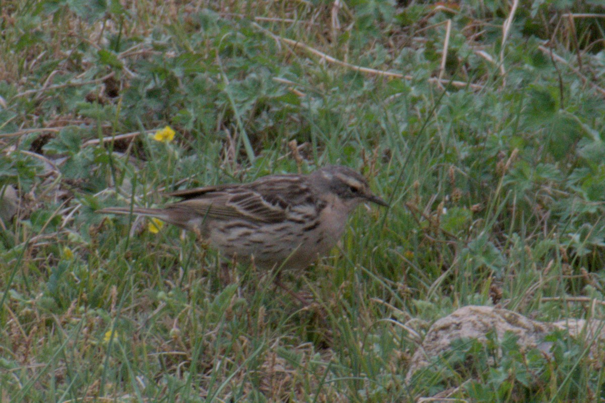 Rosy Pipit - ML638689566