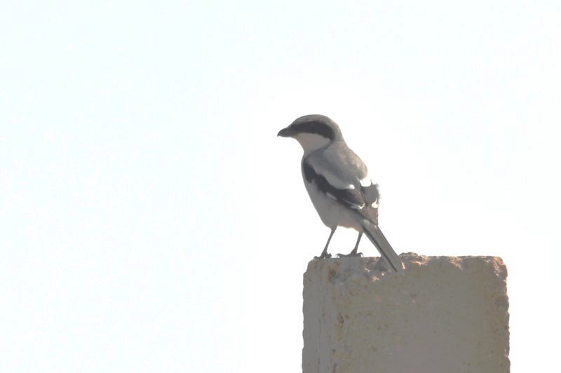 Great Gray Shrike (Sahara) - ML638689654
