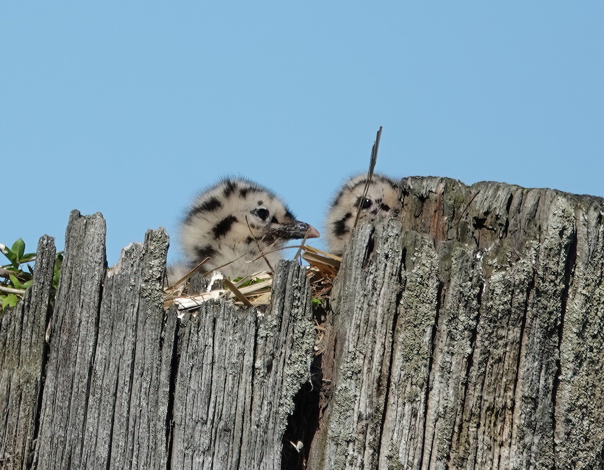 Short-billed Gull - ML638689670