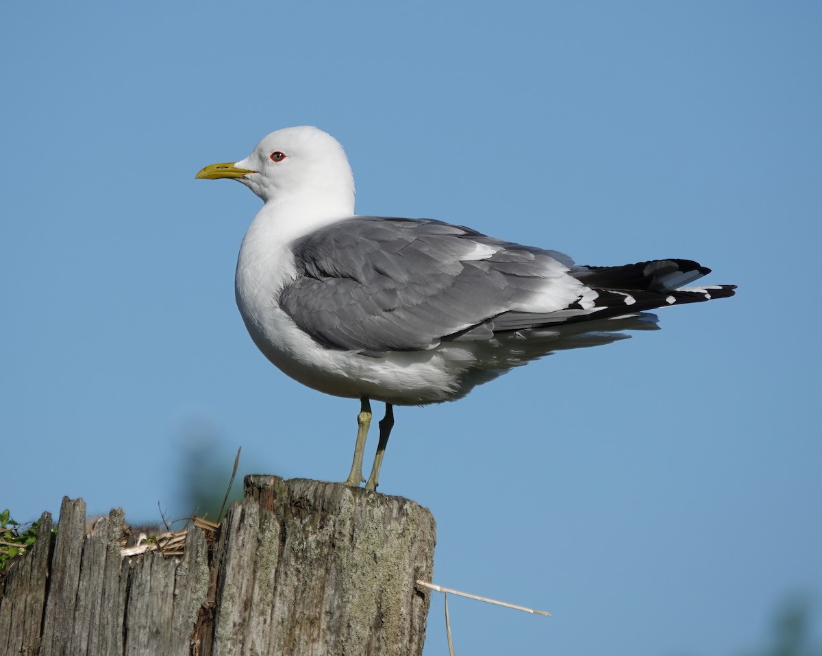 Short-billed Gull - ML638689671