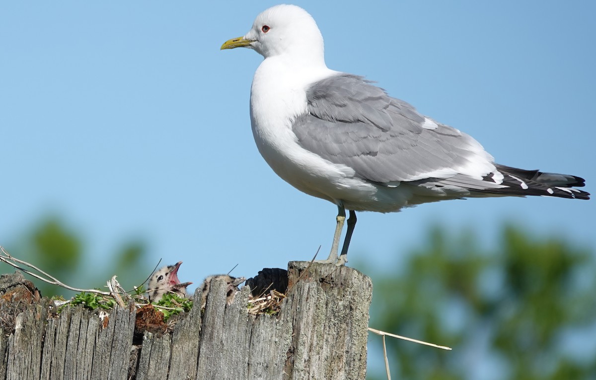 Short-billed Gull - ML638689672