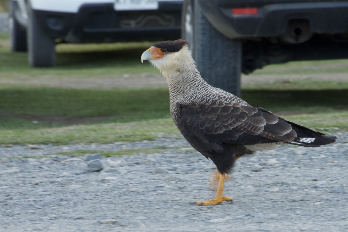 Crested Caracara - ML638689683