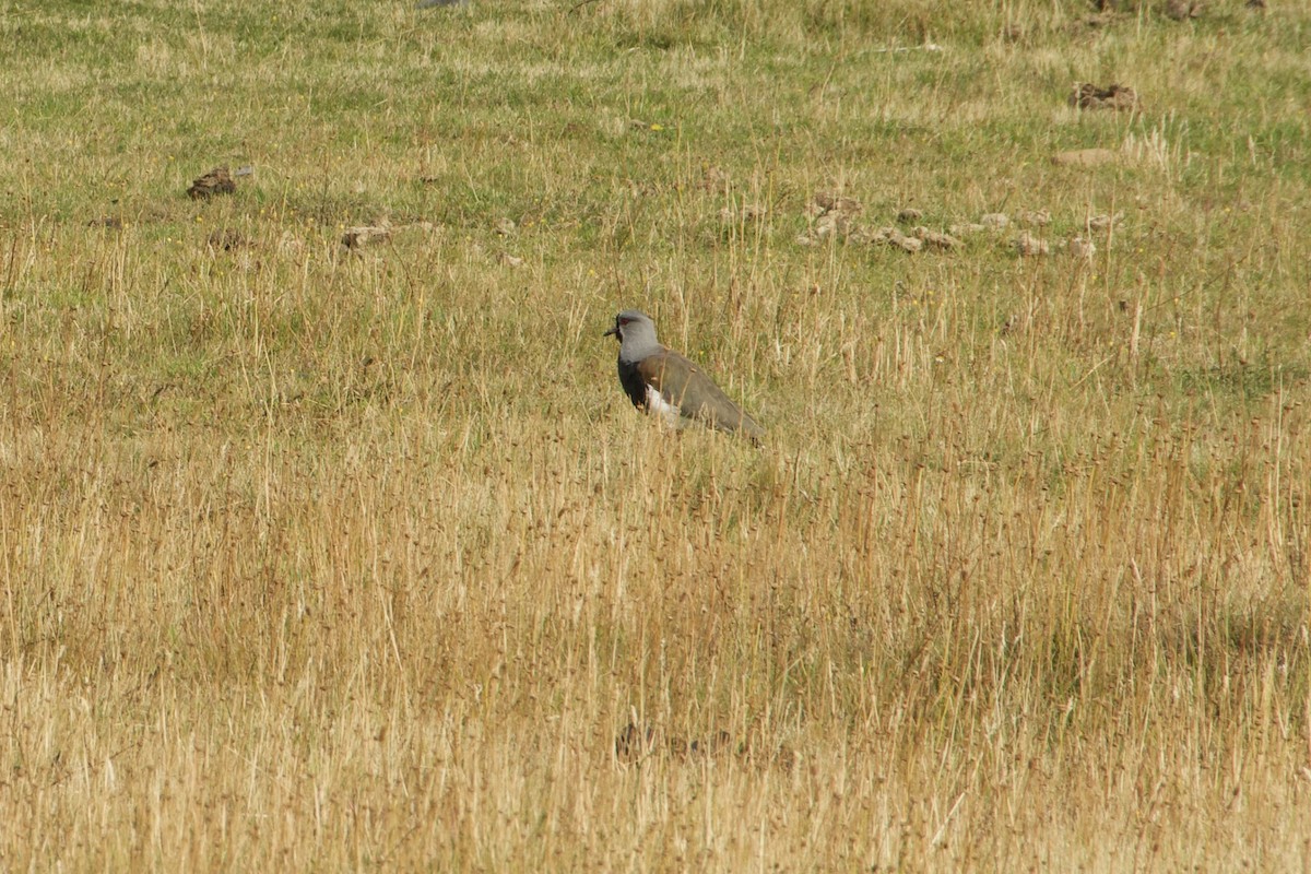 Southern Lapwing - ML638689718