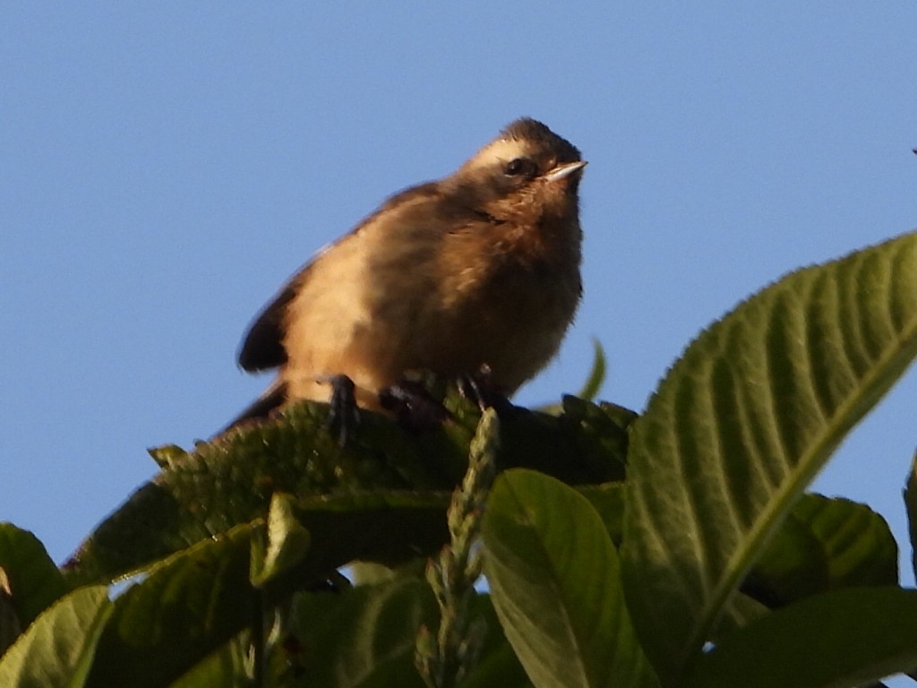 Cinereous Conebill - ML638689735