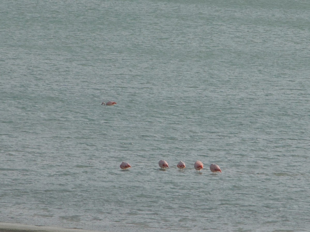 Chilean Flamingo - ML638689736