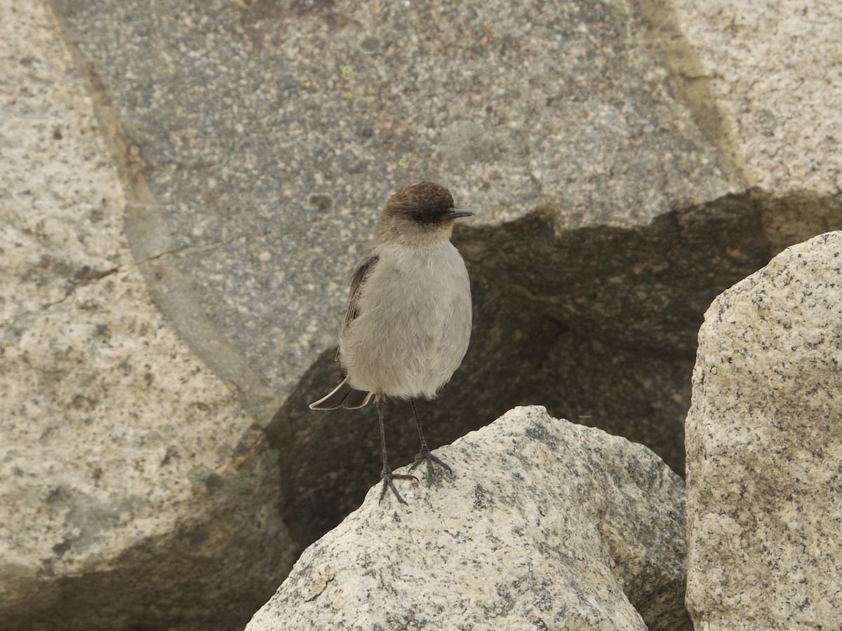 Dark-faced Ground-Tyrant - ML638689747