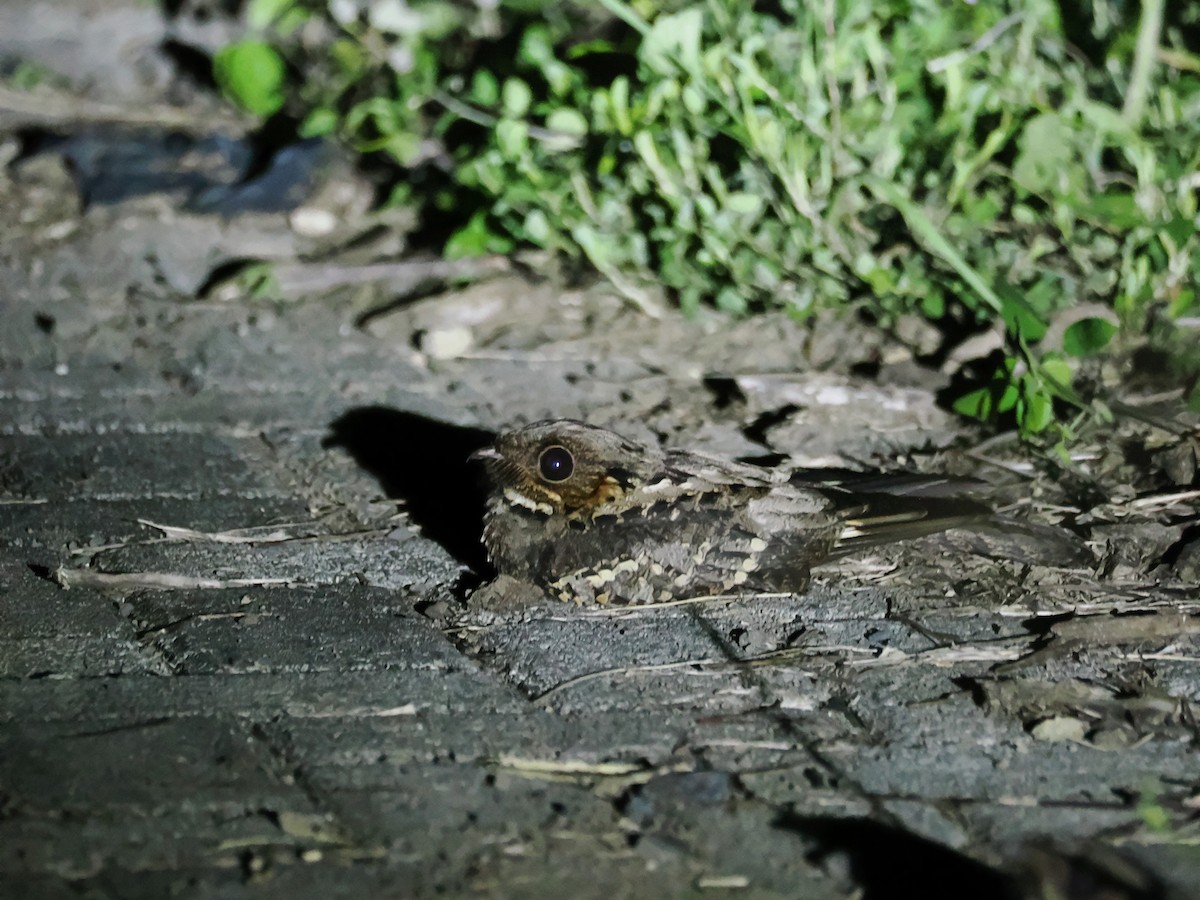 Sulawesi Nightjar - ML638689750