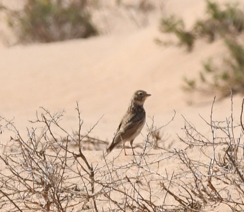 Mediterranean Short-toed Lark - ML638689756